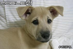 我家的寶貝米克斯--柴犬跟拉不拉多的組合