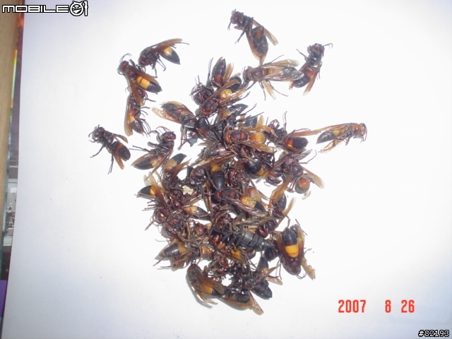 虎頭蜂..火攻後的結果...(第一頁新增捕獲的蛇和捕蛇夾)