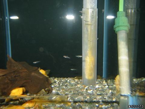 [水族] 孔雀魚養成不負責經驗分享！