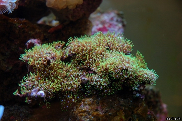 [水族]最近開始放軟體的海水缸