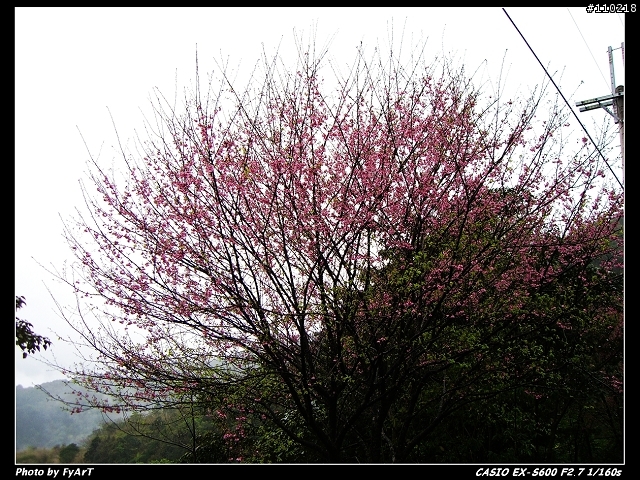 Casio EX-S600 @ 烏來賞櫻