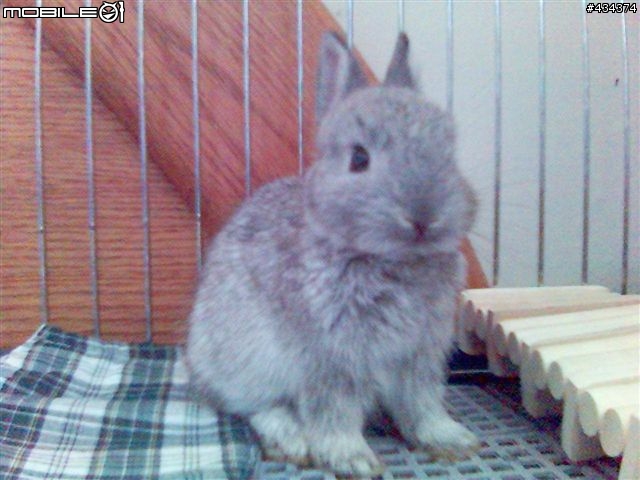 [兔兔] 咕嘰公主