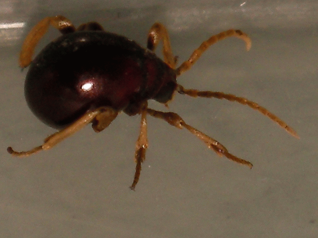 打掃時抓到這隻怪生物，有人認識嗎？