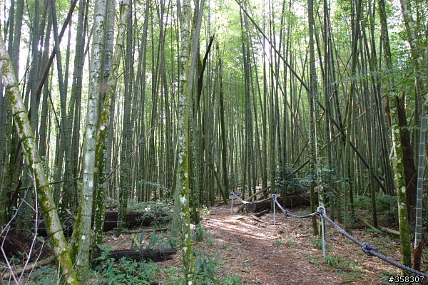魚池：舊小百岳～水社大山