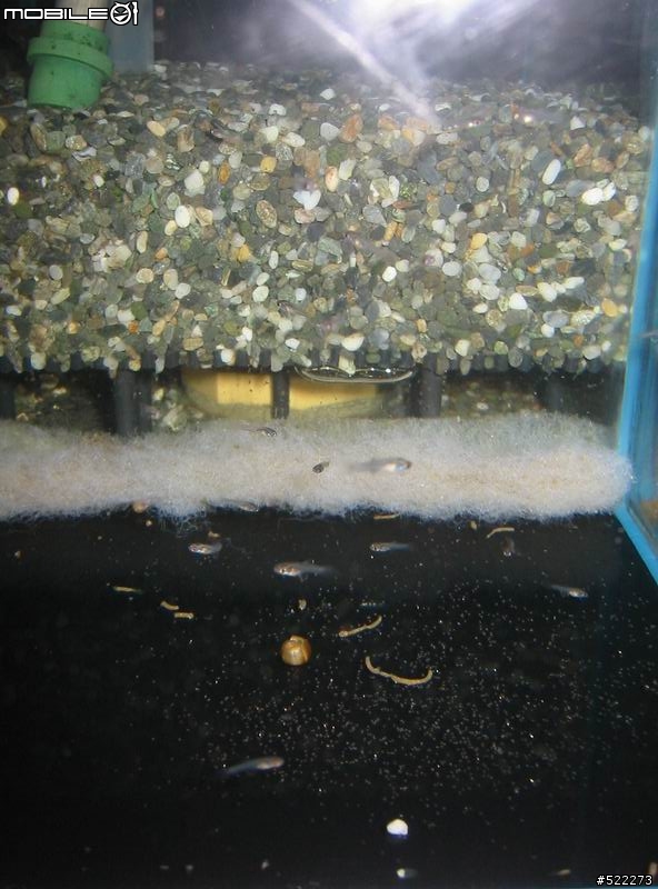 颱風天的喜悅  小小白金藍馬賽克孔雀
