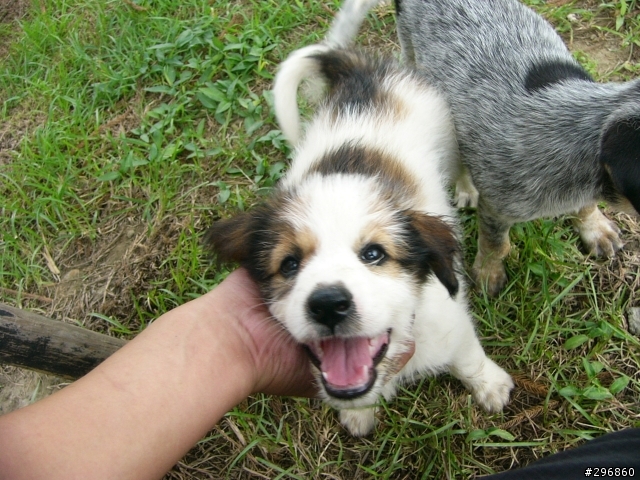 [送養](桃園) 2個月大的米克斯犬