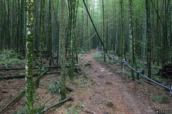 魚池：舊小百岳～水社大山