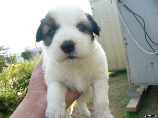 [送養](桃園) 2個月大的米克斯犬