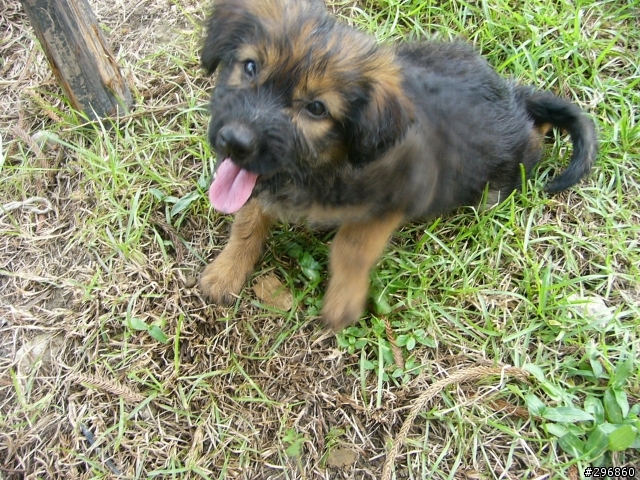 [送養](桃園) 2個月大的米克斯犬