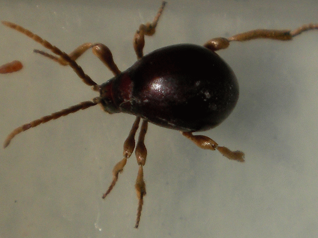 打掃時抓到這隻怪生物，有人認識嗎？