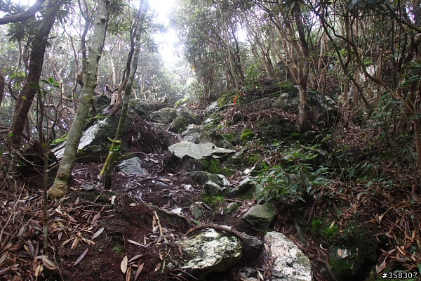 魚池：舊小百岳～水社大山