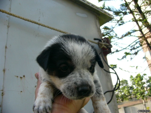 [送養](桃園) 2個月大的米克斯犬
