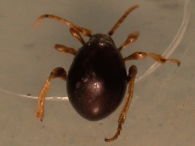 打掃時抓到這隻怪生物，有人認識嗎？