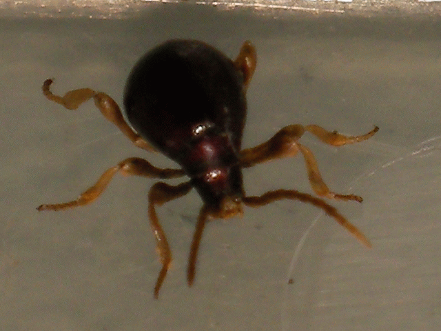 打掃時抓到這隻怪生物，有人認識嗎？