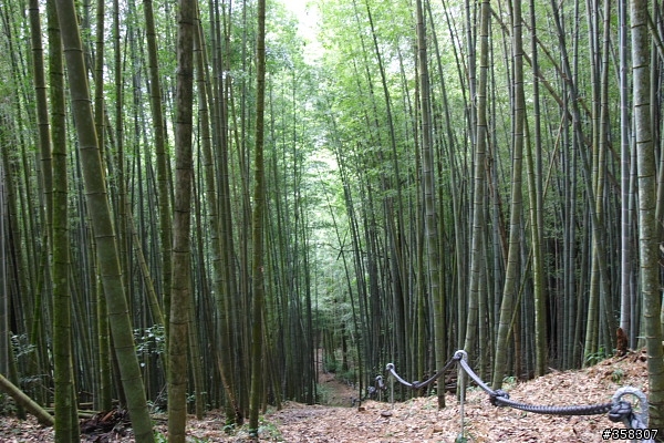 魚池：舊小百岳～水社大山