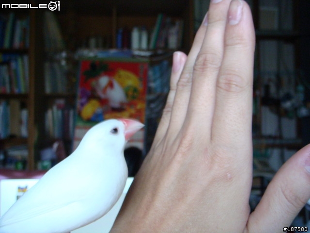 我家的"鳥"成員~圖多!!