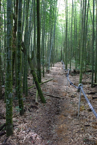 魚池：舊小百岳～水社大山