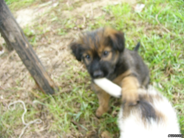 [送養](桃園) 2個月大的米克斯犬