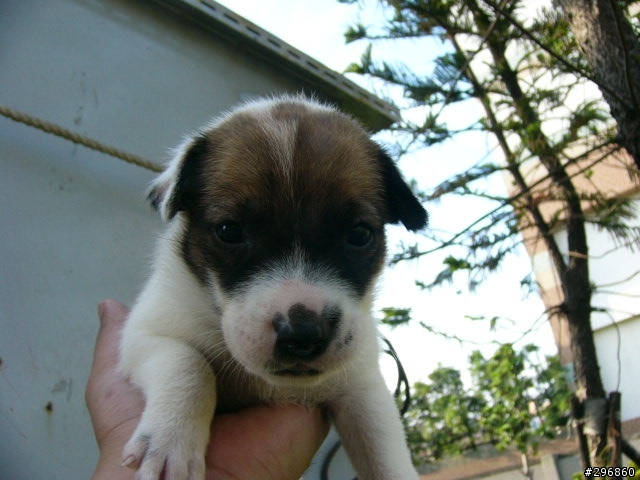 [送養](桃園) 2個月大的米克斯犬