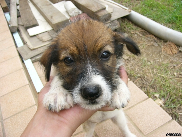 [送養](桃園) 2個月大的米克斯犬