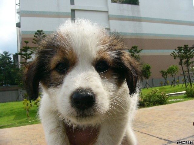 [送養](桃園) 2個月大的米克斯犬