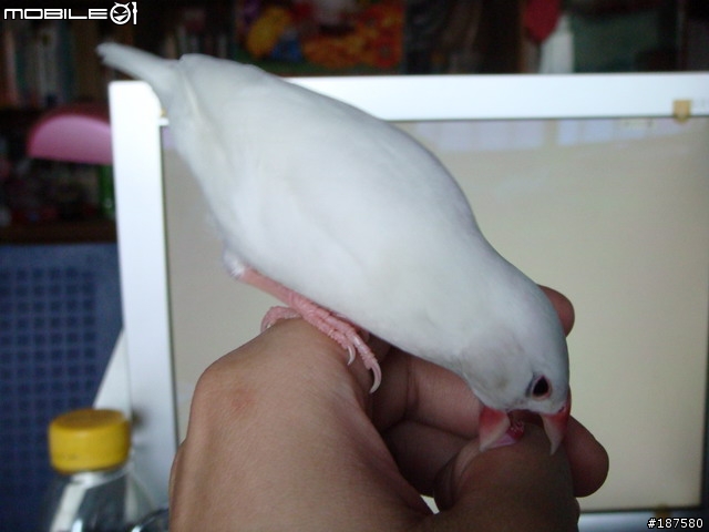 我家的"鳥"成員~圖多!!