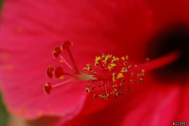 [數位回春]KONICA AUTO S1.6鏡頭改造F接環