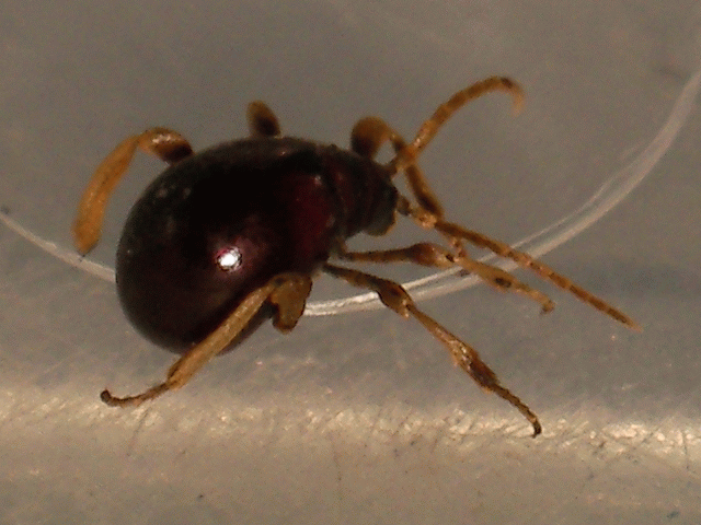 打掃時抓到這隻怪生物，有人認識嗎？