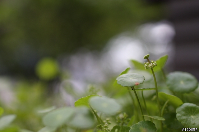 Canon 40D + 35mm F1.4L 隨手拍照片分享...