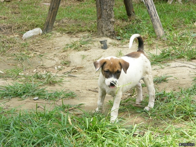 [送養](桃園) 2個月大的米克斯犬