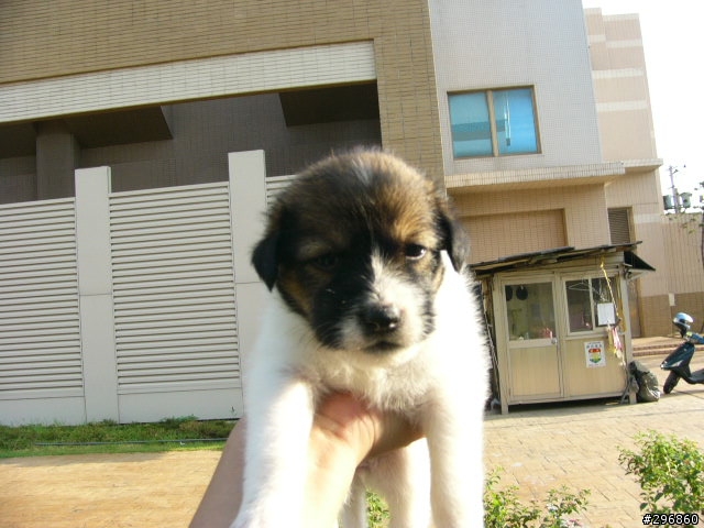 [送養](桃園) 2個月大的米克斯犬