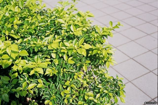 [數位回春]KONICA AUTO S1.6鏡頭改造F接環