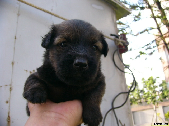 [送養](桃園) 2個月大的米克斯犬