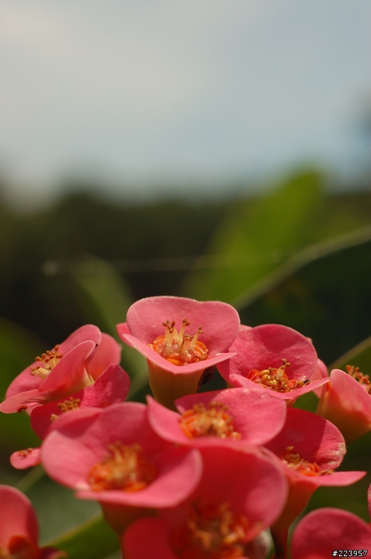[數位回春]KONICA AUTO S1.6鏡頭改造F接環