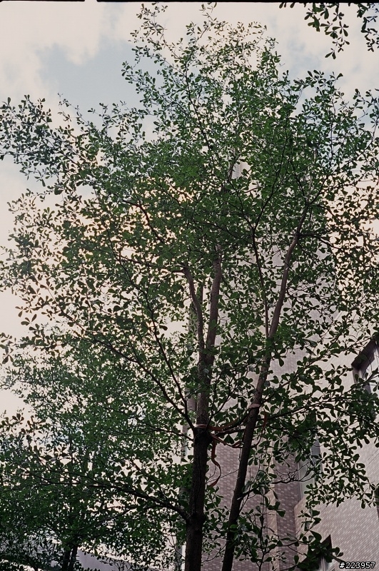 [數位回春]KONICA AUTO S1.6鏡頭改造F接環