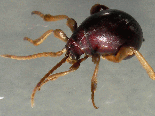 打掃時抓到這隻怪生物，有人認識嗎？