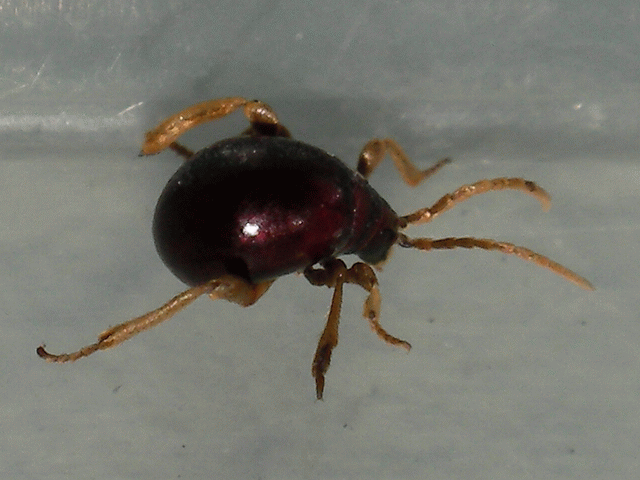 打掃時抓到這隻怪生物，有人認識嗎？