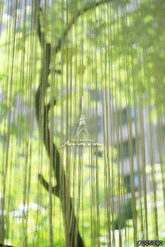 高雄美術館旁的法式風情-瑪列小館