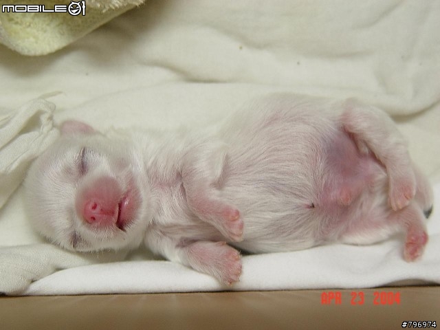 我家小瑪的成長小紀錄