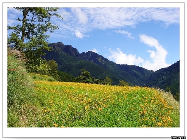 武陵農場-雪山登山口之花海