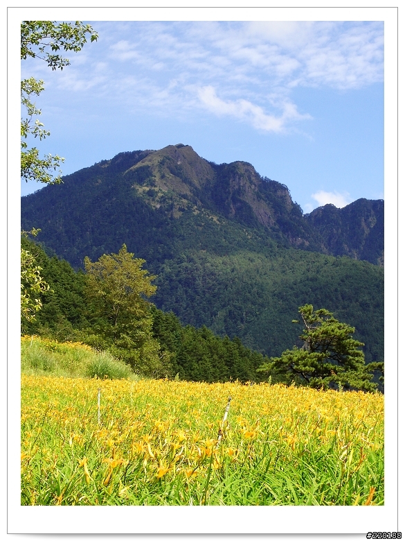 武陵農場-雪山登山口之花海
