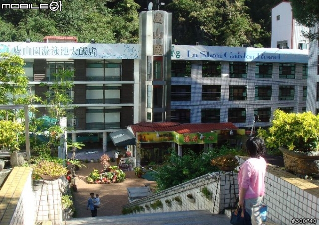 清境綿羊群