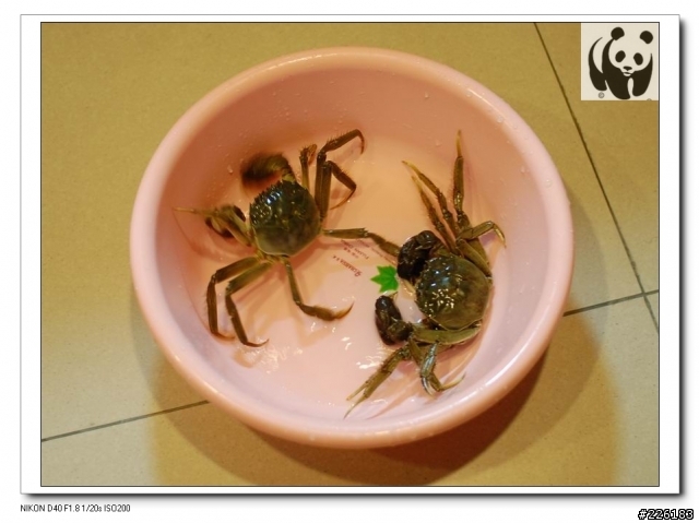 [照片分享] 大閘蟹系列