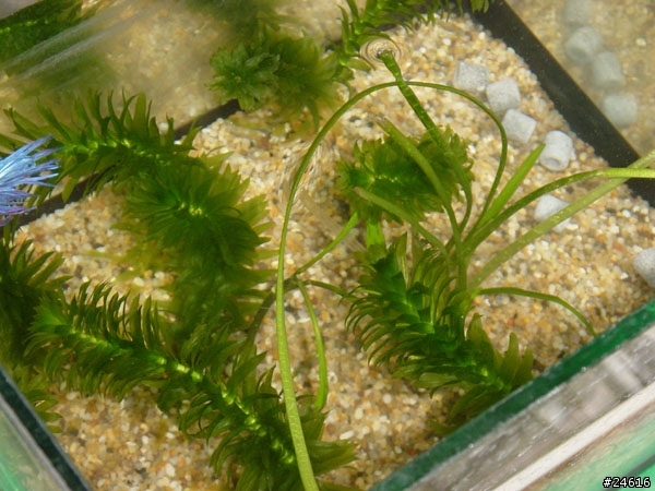 關於水草的詢問