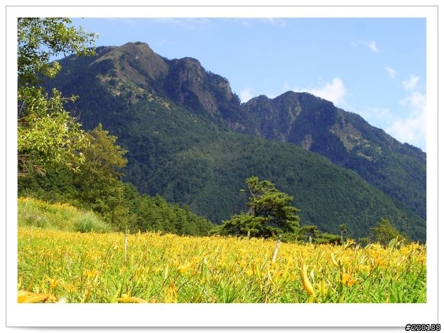 武陵農場-雪山登山口之花海