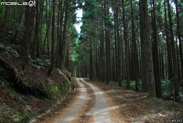 離開都市叢林與柏油路面，來去騎林道吧(三)之大鹿林道主線（往觀霧）單車行