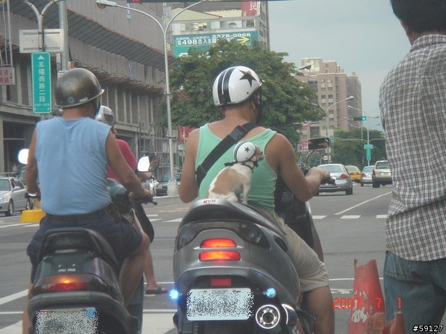 [轉載]狗狗這樣坐不會掉下去嗎?