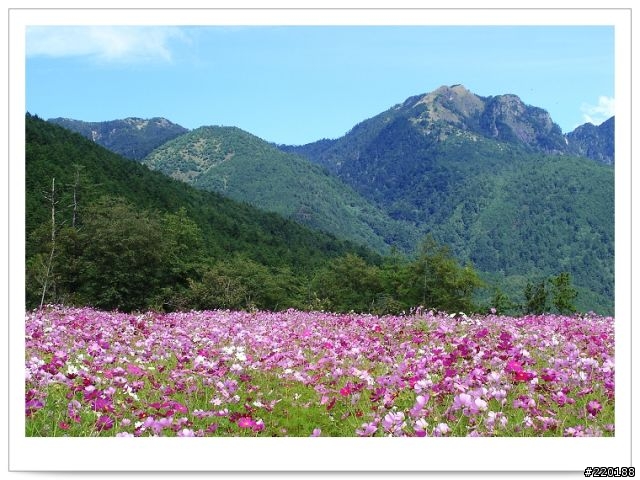 武陵農場-雪山登山口之花海
