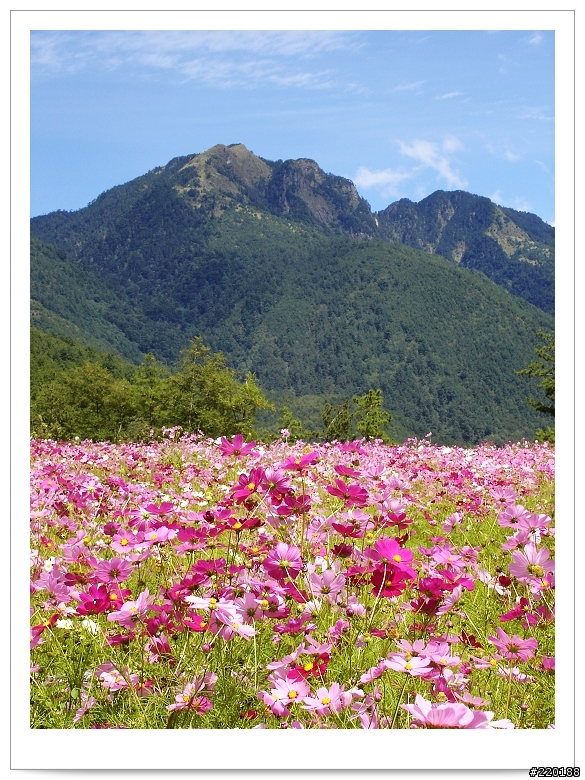 武陵農場-雪山登山口之花海