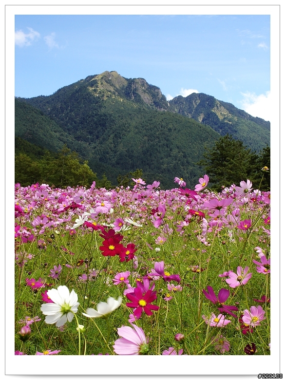 武陵農場-雪山登山口之花海